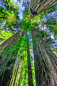 Green towering tree, Redwoods National Park, Newton B Drury Drive, Crescent City, California. Tallest trees in the world, thousands of year old.