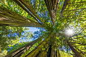 Sun shining through towering tree, Redwoods National Park, Newton B Drury Drive, Crescent City, California. Tallest trees in the world, thousands of year old.