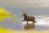 USA, Colorado, Rocky Mountain National Park. Yearling bull moose in water.