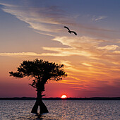 Sonnenuntergang am Blue Cypress Lake Conservation Area, Vero Beach, Florida