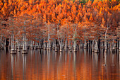 USA, Georgia, Twin City, Cypress trees in the fall at sunset.