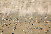 USA, Georgia, Tybee Island. Small shells washed up along shore line.