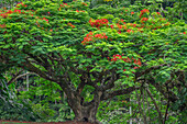 USA, Hawaii, Big Island von Hawaii. Küste von Hamakua, Royal Poinciana in voller Blüte im Waikaumalo Park.