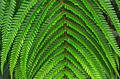 USA, Hawaii, Big Island of Hawaii. Hawaii Volcanoes National Park, Fresh spring growth of Hawaiian tree fern or Hapu'u along Kilauea Iki Trail.