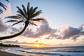 USA, Hawaii, Oahu, North Shore at sunset and palm tree