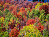 USA, Idaho. Herbstfarben und Espen am Montpelier Canyon in Idaho im Herbst.
