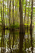 USA, Louisiana, Atchafalaya-Becken. Zypressen spiegeln sich im Sumpf wider