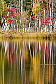 Birken und Herbstfarben spiegeln sich auf Red Jack Lake, Hiawatha National Forest, Upper Peninsula of Michigan.