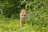 Adult Mountain Lion, Puma concolor, Minnesota