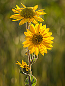 Ashy Sonnenblume, kurz vor Sonnenuntergang, Prärie, Tzi-Sho Natural Area, Prairie State Park, Missouri