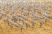 USA, New Mexico, Bosque del Apache National Wildlife Refuge. Sandhill cranes on feeding grounds