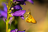 USA, New Mexico, Sandia Mountains. Golden skipper butterfly on penstemon blossom.