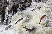Spawning Coho salmon swimming upstream on the Nehalem River in the Tillamook State Forest, Oregon, USA