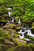 USA, Oregon, Hood River. A waterfall on Tish Creek, just above Eagle Creek and Punch Bowl Falls.