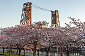 Portland, Oregon. Kirschbäume blühen im Tom McCall Waterfront Park am Willamette River in der Innenstadt.