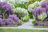 Japanische Blauregen, Longwood Gardens, Kennett Square, Pennsylvania, USA