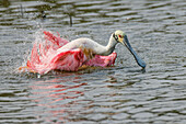 Roseate spoonbill bathing, South Padre Island, Texas