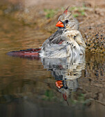 Female northern cardinal bathing. Rio Grande Valley, Texas