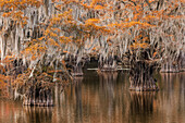 Kahle Zypresse in spanischem Moos mit Herbstfarben drapiert. Caddo Lake State Park, unsicher, Texas