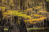 Bald Cypress tree draped in Spanish moss with fall colors. Caddo Lake State Park, Uncertain, Texas