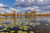 Kahle Zypressen im Herbst und Lilienanzeigen. Caddo Lake, unsicher, Texas