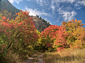USA, Utah. Fall color with aspens along Logan Canyon.