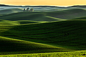Sanfte Hügel bedeckt mit Weizen bei Sonnenuntergang, Palouse Region des östlichen Bundesstaates Washington.