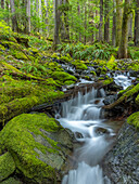 USA, Washington State, Olympic National Park. Stream waterfalls in mossy forest.