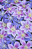 Clematis-Blumengruppierung in Blau und Rosa