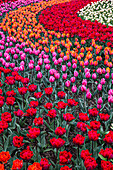 Mount Vernon, Washington State, mehrfarbige Tulpen in einem kurvigen Muster