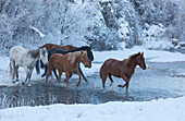 Ausritt im Winter auf Hideout Ranch, Shell, Wyoming. Pferde, die Shell Creek-Schnee überqueren.