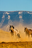 USA, Wyoming, Shell, Pferde laufen entlang der Red Rock Hills der Big Horn Mountains