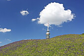 Hügellandschaft im Olympiapark, im Hintergrund der Olympiaturm, München, Oberbayern, Bayern, Deutschland