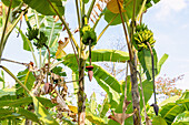 Kochbananen-Pflanzen mit Blüten- und Fruchtständen auf der Insel São Tomé in Westafrika
