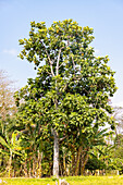 Brotfruchtbaum; Artocarpus altilis, neben Bananenpflanzen auf der Insel São Tomé in Westafrika
