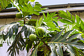 Breadfruit tree with fruit on São Tomé island in West Africa