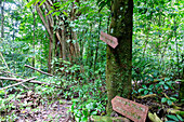 Wanderweg und Wegweiser zum Kratersee Lagoa Amélia und Pico São Tomé im primären Regenwald des Obô Natural Park auf der Insel São Tomé in Westafrika