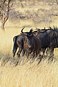 Namibia; Hardap region; Central Namibia; Kalahari; Wildebeest herd in the grass steppe