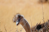 Namibia; Central Namibia; Hardap region; Kalahari; female ostrich; Close-up of the head