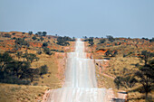 Namibia; Central Namibia; Karas region; Kalahari; Gravel road, running in typical wavy lines; grassy red sand dunes and acacia bushes
