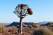 Namibia; Region Karas; Südnamibia; Canyon Nature Park West; Köcherbaum mit großen Nestern von Webervögeln