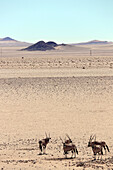 Namibia; Karas region; Southern Namibia; Namib Desert; Tsau Khaeb National Park; formerly called Sperrgebier; Oryx antelopes in the desert landscape
