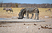 Namibia; Region Oshana; Nordnamibia; westlicher Teil des Etosha Nationalpark; Zebras an einer Tränke; im Hintergrund Oryx Antilope und Springböcke