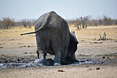 Namibia; Region of Oshana; northern Namibia; western part of Etosha National Park; Elephant takes a mud bath in a water hole;