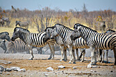 Namibia; Region of Oshana; northern Namibia; western part of Etosha National Park; large herd of zebras at a drinking trough;