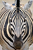 Namibia; Oshikoto Region; northern Namibia; eastern part of Etosha National Park; Zebra; frontal close-up of the head