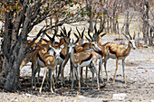 Namibia; Region of Oshana; northern Namibia; western part of Etosha National Park; a group of springbok in the shade of a mopane bush