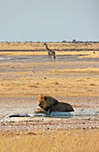 Namibia; Region Oshikoto; Nordnamibia; östlicher Teil des Etosha Nationalpark; Löwe an einer Wassertränke; Giraffe im Hintergrund