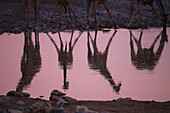 Namibia; Region of Oshana; northern Namibia; western part of Etosha National Park; potions at Okaukuejo; group of giraffes; reflection on the water surface