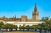 Patio de Banderas Platz und die Kathedrale Santa María de la Sede in Sevilla, Andalusien, Spanien